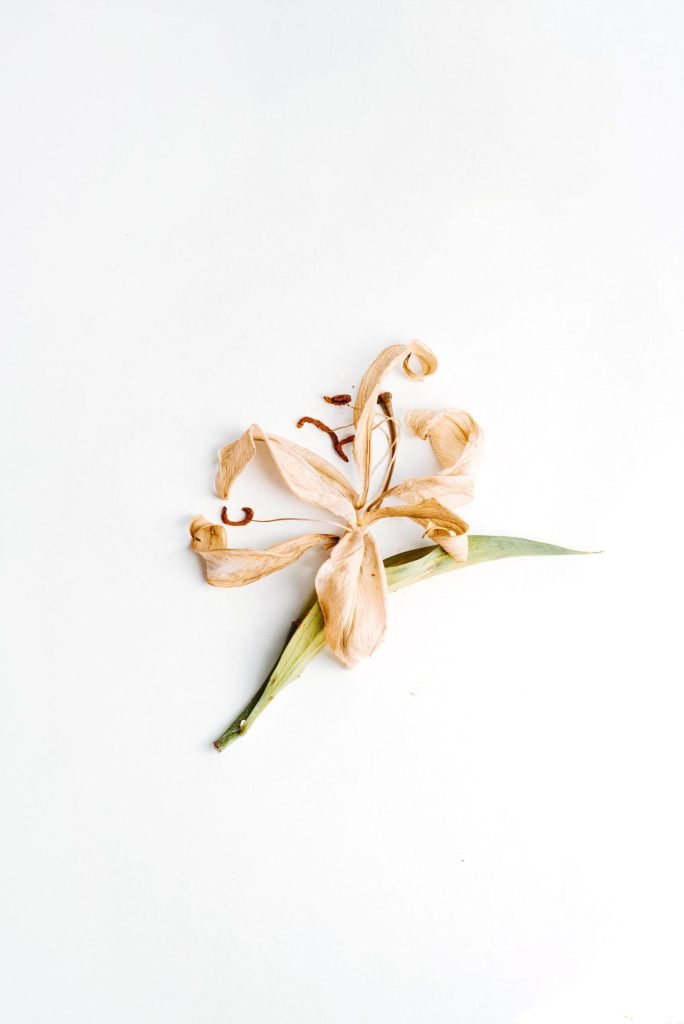 evie-s-2M_7D27k9Ng-unsplash Vanilės ankštelės ir milteliai ant medinio paviršiaus